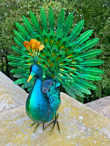 Vibrant light peacock bird - light-up,
